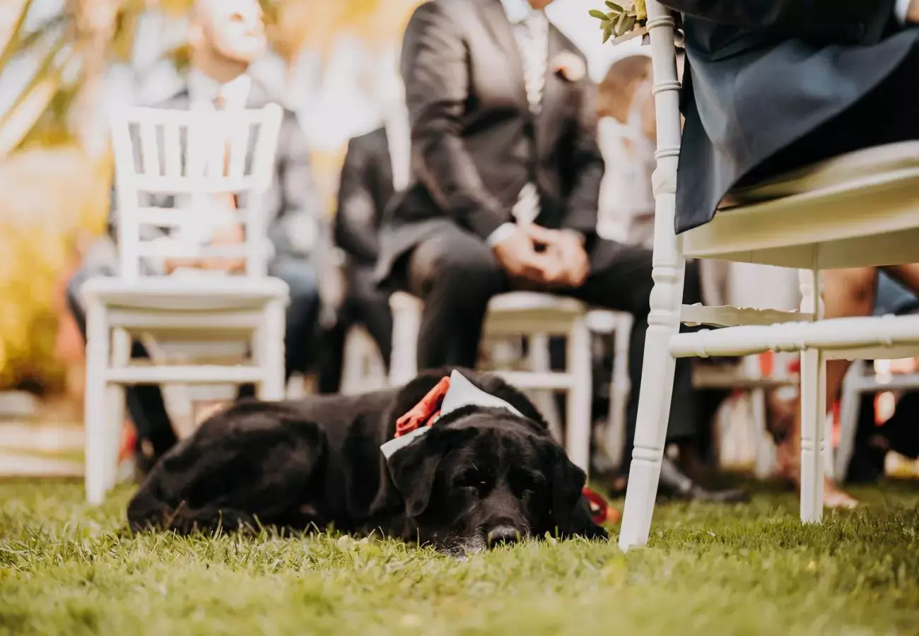 is 100 guests a small wedding